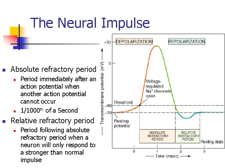 The Neural Impulse n Absolute refractory period n n n Period immediately after an