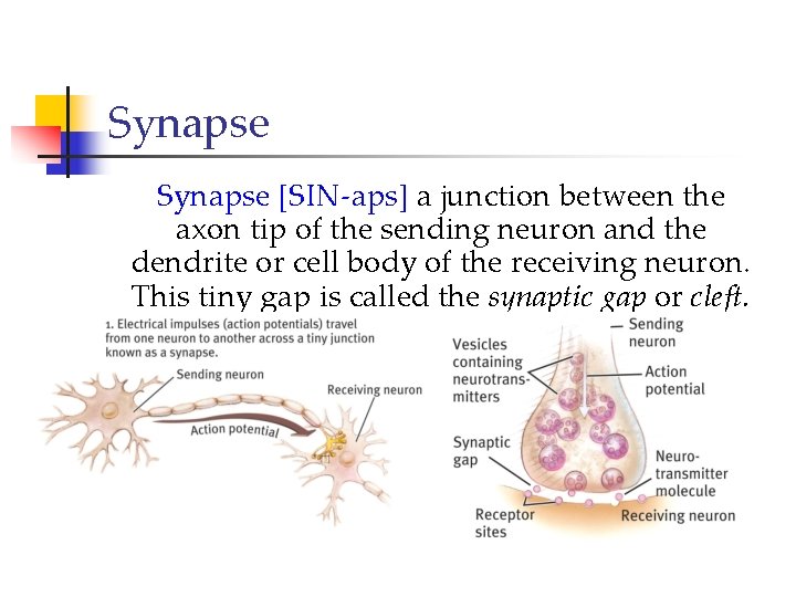 Synapse [SIN-aps] a junction between the axon tip of the sending neuron and the