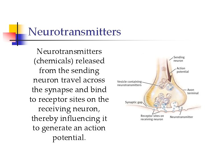 Neurotransmitters (chemicals) released from the sending neuron travel across the synapse and bind to