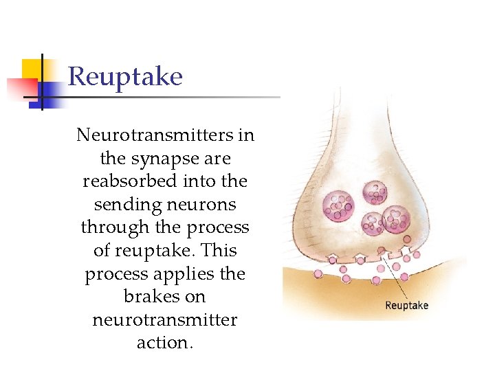 Reuptake Neurotransmitters in the synapse are reabsorbed into the sending neurons through the process