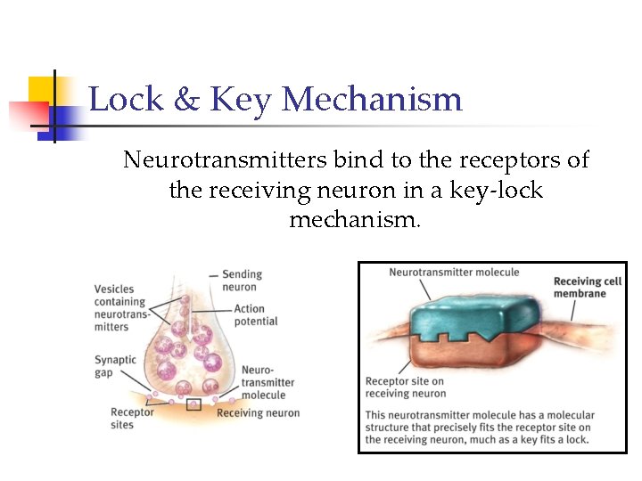 Lock & Key Mechanism Neurotransmitters bind to the receptors of the receiving neuron in