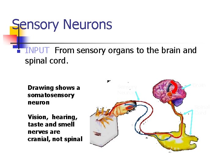 Sensory Neurons n INPUT From sensory organs to the brain and spinal cord. Drawing