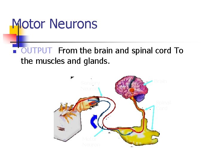 Motor Neurons n OUTPUT From the brain and spinal cord To the muscles and