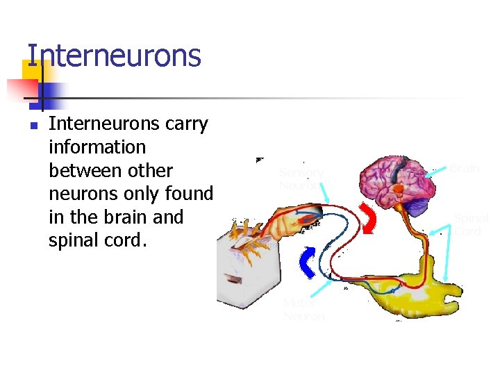 Interneurons n Interneurons carry information between other neurons only found in the brain and