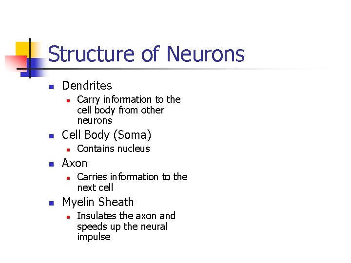 Structure of Neurons n Dendrites n n Cell Body (Soma) n n Contains nucleus