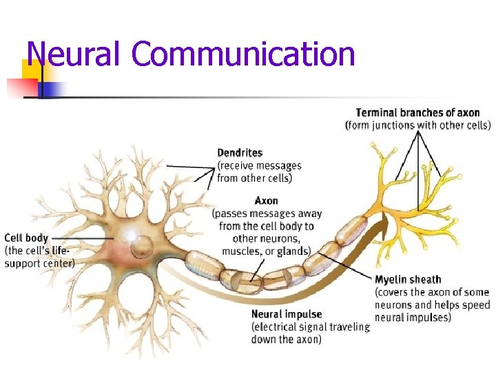 Neural Communication 