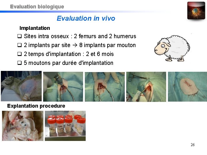 Evaluation biologique Evaluation in vivo Implantation Sites intra osseux : 2 femurs and 2