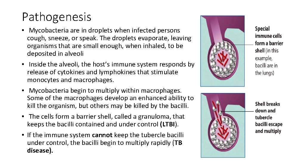 Pathogenesis • Mycobacteria are in droplets when infected persons cough, sneeze, or speak. The