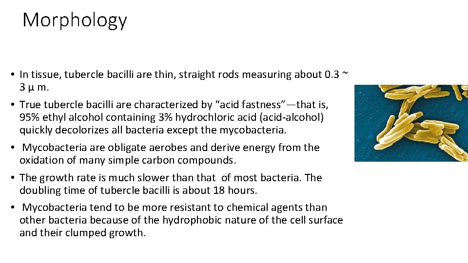 Morphology • In tissue, tubercle bacilli are thin, straight rods measuring about 0. 3