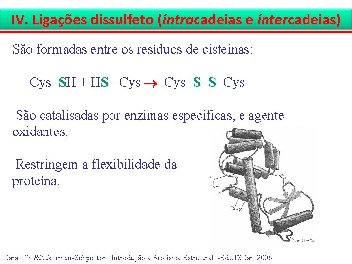 IV. Ligações dissulfeto (intracadeias e intercadeias) São formadas entre os resíduos de cisteínas: Cys