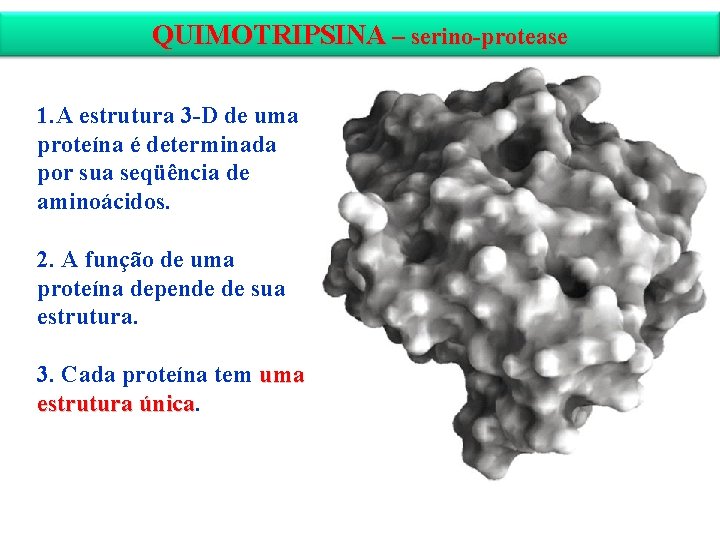 QUIMOTRIPSINA – serino-protease 1. A estrutura 3 -D de uma proteína é determinada por