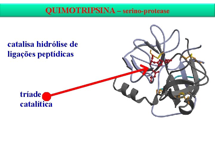 QUIMOTRIPSINA – serino-protease catalisa hidrólise de ligações peptídicas tríade catalítica 