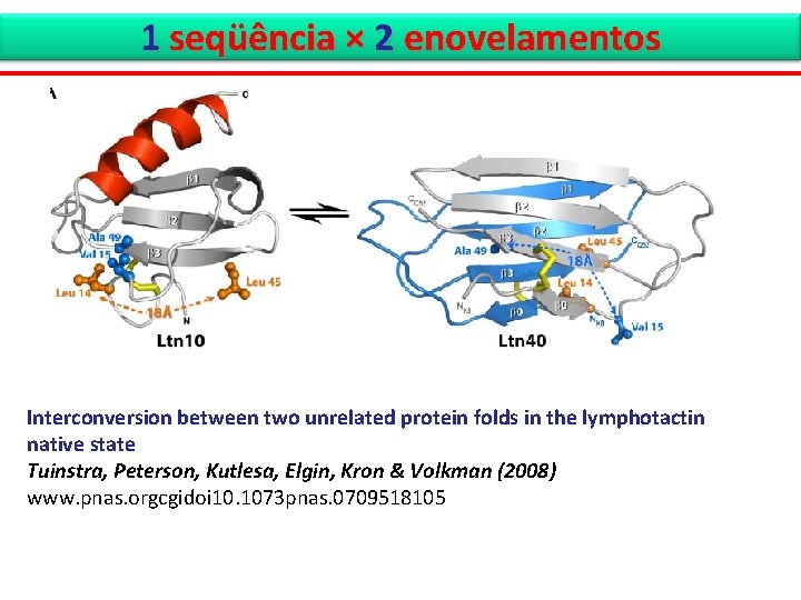 1 seqüência × 2 enovelamentos Interconversion between two unrelated protein folds in the lymphotactin
