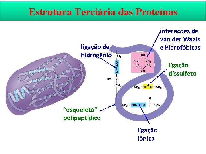 Estrutura Terciária das Proteínas interações de van der Waals e hidrofóbicas ligação de hidrogênio