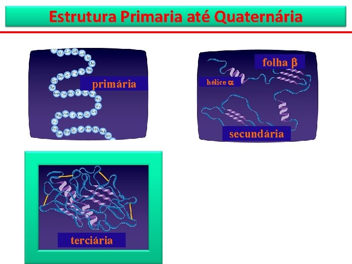 Estrutura Primaria até Quaternária folha primária hélice secundária terciária 