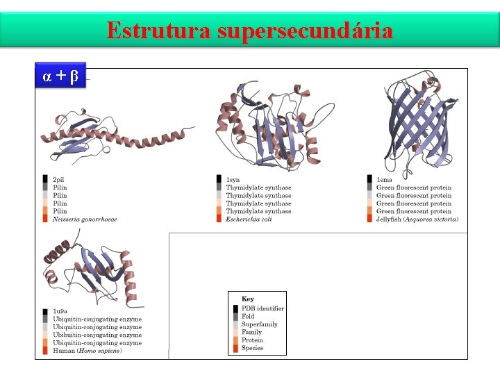 Estrutura supersecundária α+β 