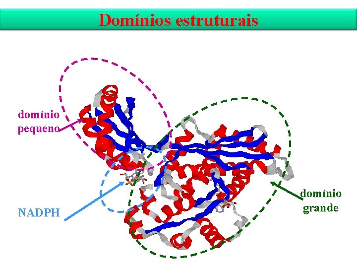 Domínios estruturais domínio pequeno NADPH domínio grande 