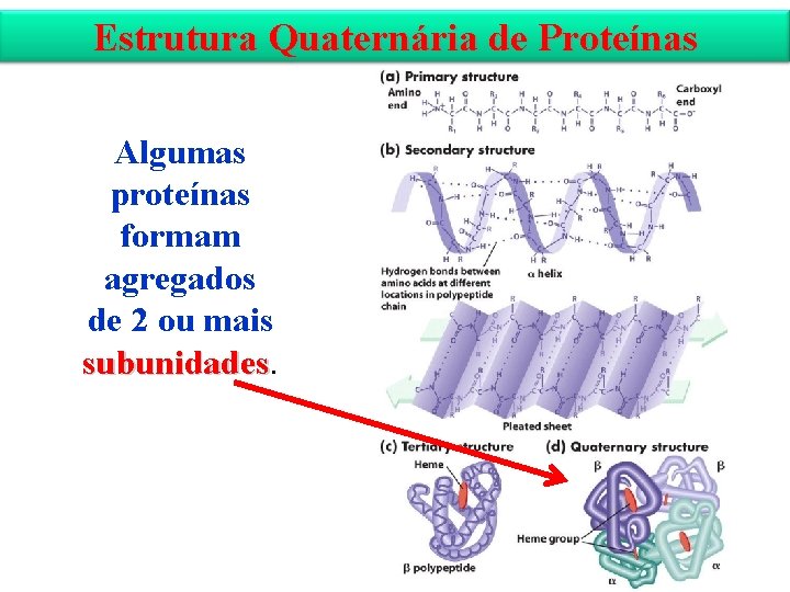 Estrutura Quaternária de Proteínas Algumas proteínas formam agregados de 2 ou mais subunidades 