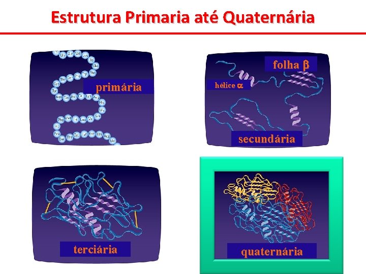 Estrutura Primaria até Quaternária folha primária hélice secundária terciária quaternária 