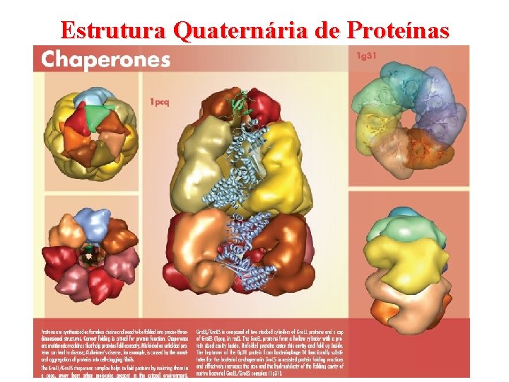 Estrutura Quaternária de Proteínas 