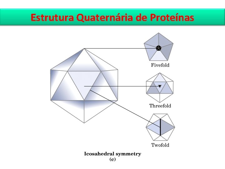 Estrutura Quaternária de Proteínas 