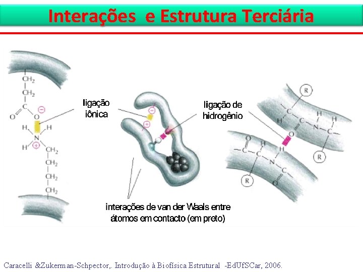Interações e Estrutura Terciária Caracelli &Zukerman-Schpector, . Introdução à Biofísica Estrutural -Ed. Uf. SCar,