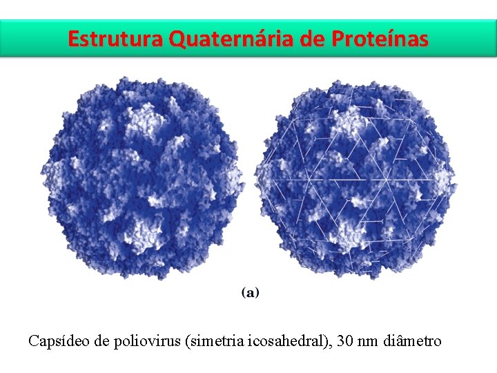 Estrutura Quaternária de Proteínas Capsídeo de poliovirus (simetria icosahedral), 30 nm diâmetro 