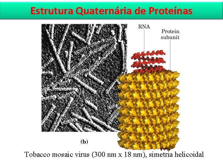 Estrutura Quaternária de Proteínas Tobacco mosaic virus (300 nm x 18 nm), simetria helicoidal