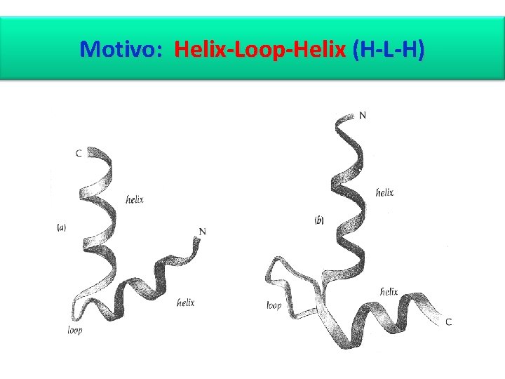 Motivo: Helix-Loop-Helix (H-L-H) 