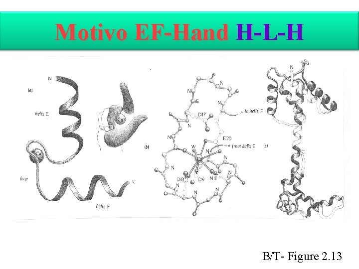 Motivo EF-Hand H-L-H B/T- Figure 2. 13 