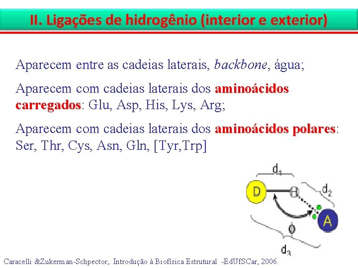 II. Ligações de hidrogênio (interior e exterior) Aparecem entre as cadeias laterais, backbone, água;