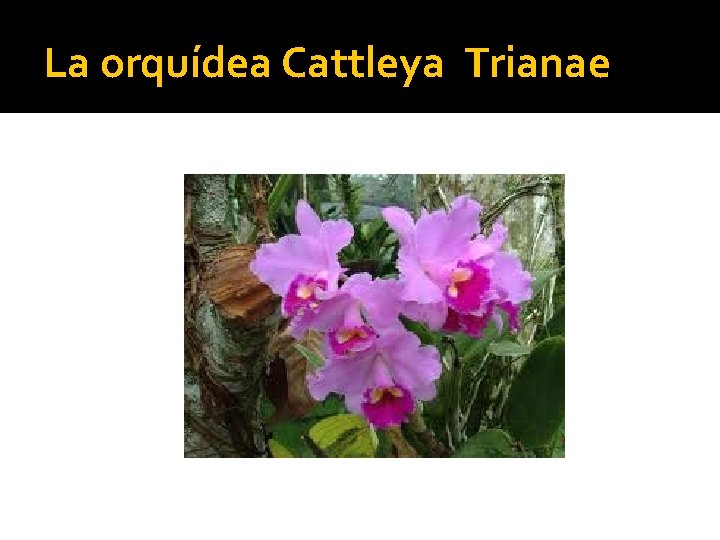 La orquídea Cattleya Trianae 