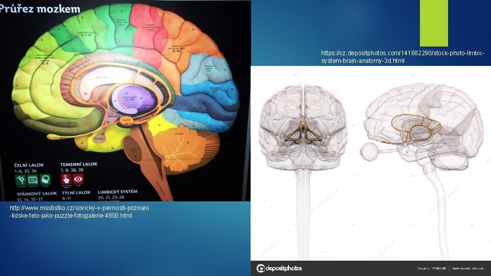 https: //cz. depositphotos. com/141682290/stock-photo-limbicsystem-brain-anatomy-3 d. html http: //www. msstistko. cz/sovicky-v-pevnosti-poznani -lidske-telo-jako-puzzle-fotogalerie-4900. html 