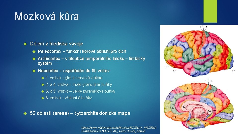 Mozková kůra Dělení z hlediska vývoje Paleocortex – funkční korové oblasti pro čich Archicortex