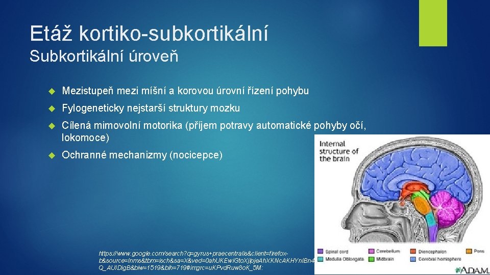 Etáž kortiko-subkortikální Subkortikální úroveň Mezistupeň mezi míšní a korovou úrovní řízení pohybu Fylogeneticky nejstarší