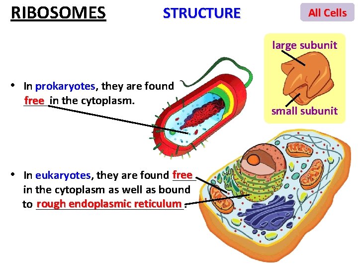 RIBOSOMES STRUCTURE All Cells large subunit • In prokaryotes, they are found free in