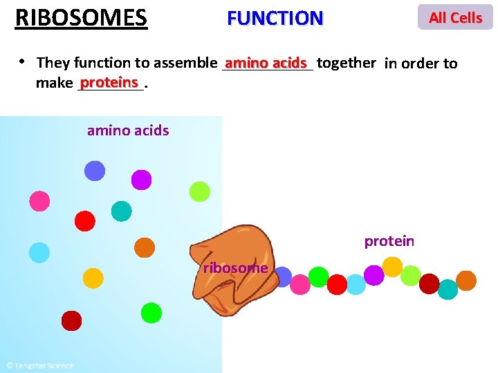 RIBOSOMES FUNCTION All Cells amino acids together in order to • They function to