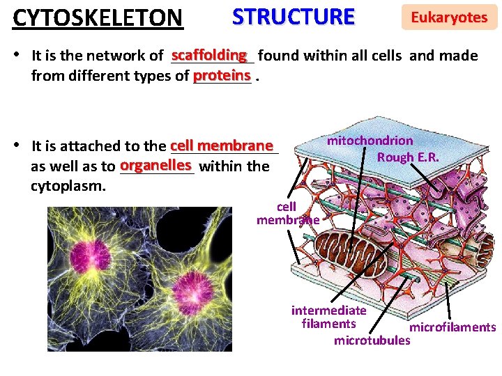 CYTOSKELETON STRUCTURE Eukaryotes scaffolding found within all cells and made • It is the