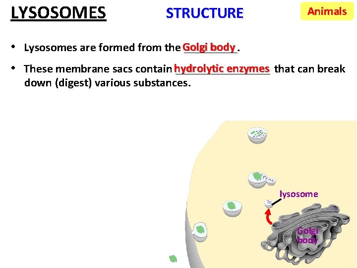 LYSOSOMES STRUCTURE Animals body • Lysosomes are formed from the Golgi _____. enzymes that