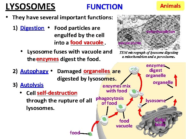 LYSOSOMES FUNCTION • They have several important functions: 1) Digestion • Food particles are