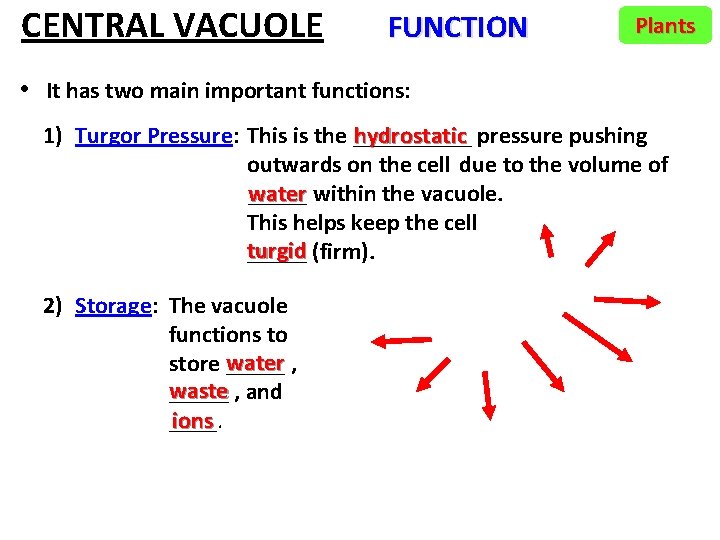 CENTRAL VACUOLE FUNCTION Plants • It has two main important functions: hydrostatic pressure pushing