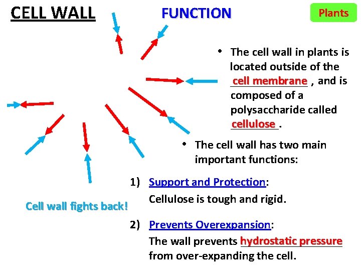 CELL WALL FUNCTION Plants • The cell wall in plants is located outside of