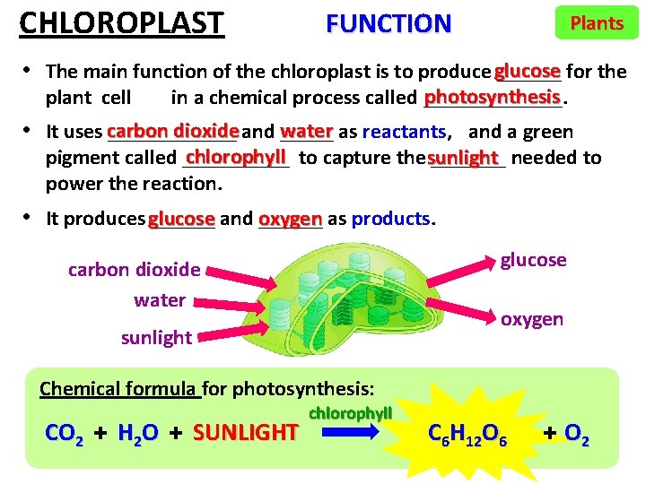 CHLOROPLAST FUNCTION Plants • The main function of the chloroplast is to produce glucose