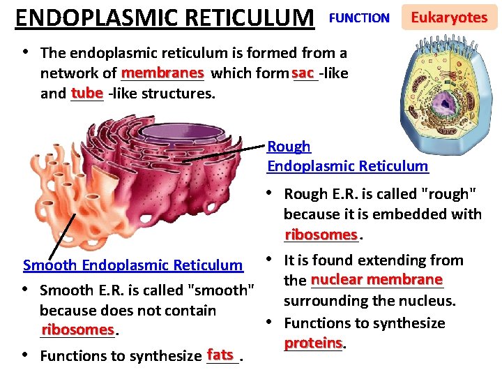 ENDOPLASMIC RETICULUM FUNCTION Eukaryotes • The endoplasmic reticulum is formed from a membranes which