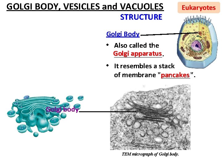 GOLGI BODY, VESICLES and VACUOLES STRUCTURE Eukaryotes Golgi Body • Also called the Golgi