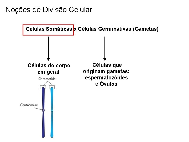 Noções de Divisão Celular Células Somáticas x Células Germinativas (Gametas) Células do corpo em