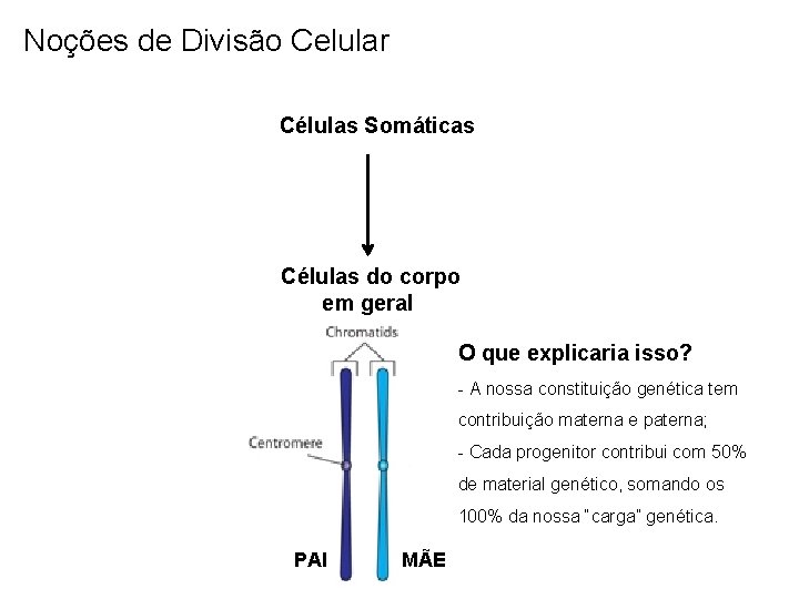 Noções de Divisão Celular Células Somáticas Células do corpo em geral O que explicaria