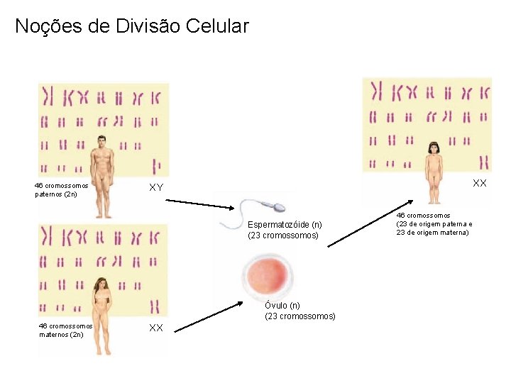 Noções de Divisão Celular 46 cromossomos paternos (2 n) XX XY Espermatozóide (n) (23