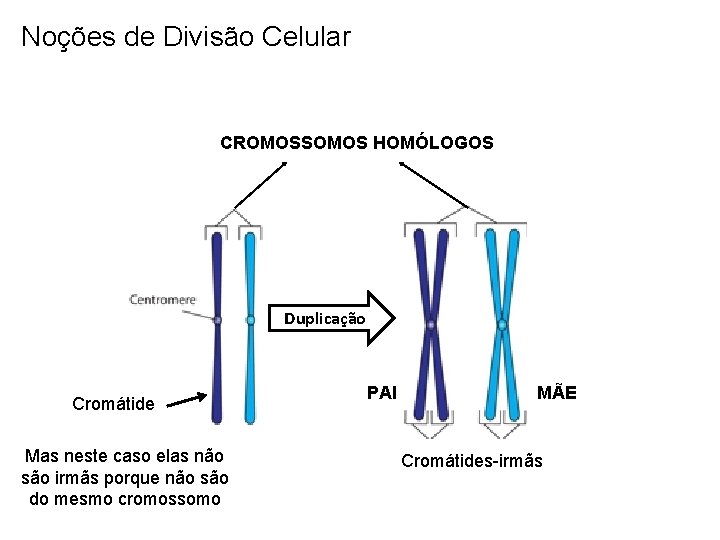 Noções de Divisão Celular CROMOSSOMOS HOMÓLOGOS Duplicação Cromátide Mas neste caso elas não são