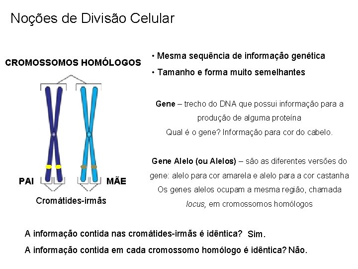 Noções de Divisão Celular CROMOSSOMOS HOMÓLOGOS • Mesma sequência de informação genética • Tamanho